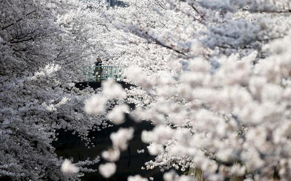 Welcome cherry blossom season in Tokyo