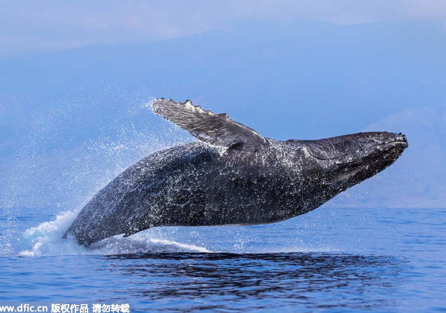 Acrobatic ocean giants