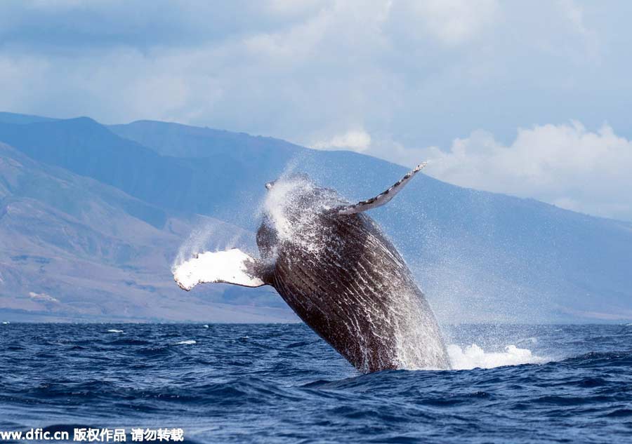 Acrobatic ocean giants