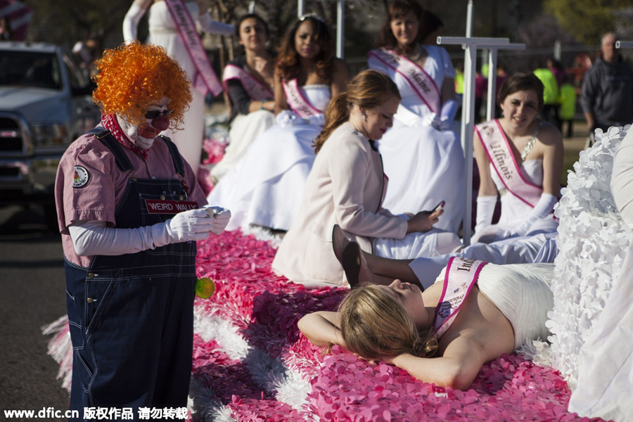 National festival underway with cherry blossoms in peak bloom