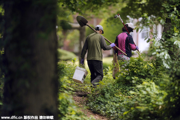 Chinese families of Yale students grow a garden, tradition