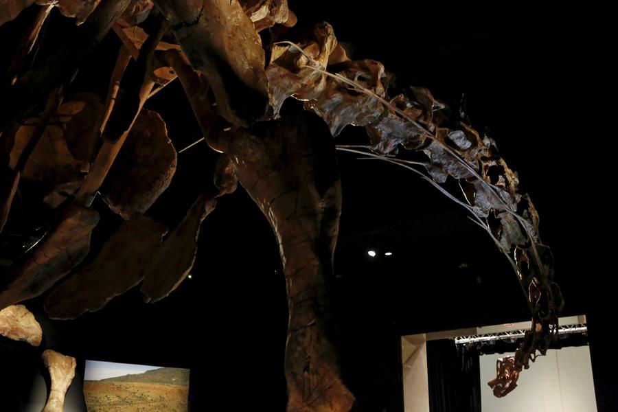 Massive dinosaur skeleton will spill out of hall at NY museum