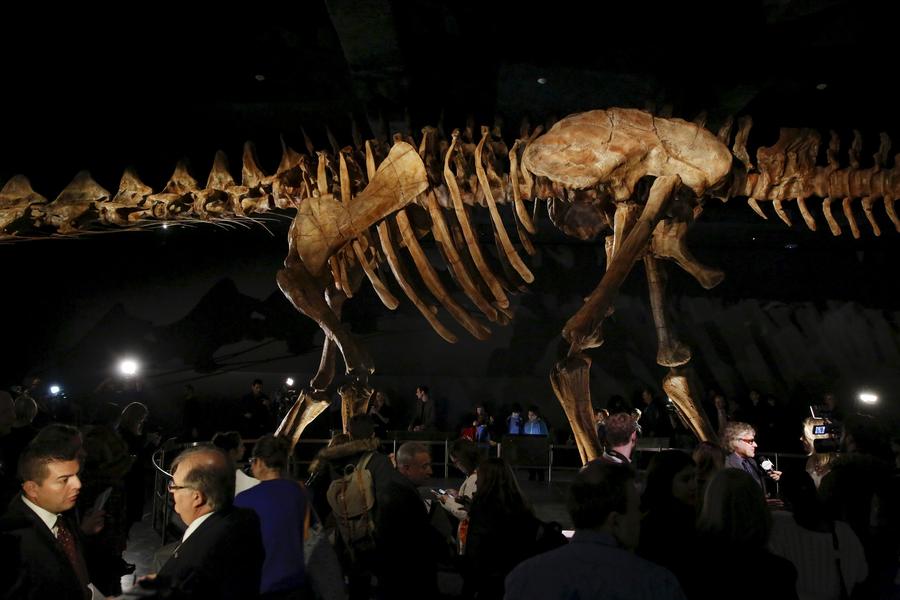 Massive dinosaur skeleton will spill out of hall at NY museum