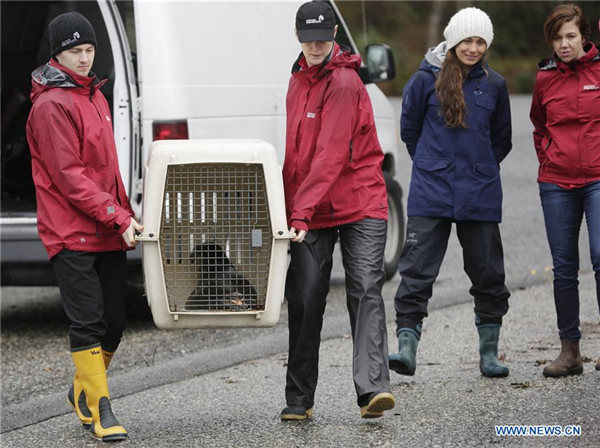 Rescued seal pup released to ocean in Canada