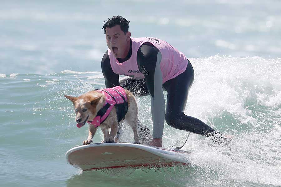 Surf competition goes to the dogs in tandem with owners