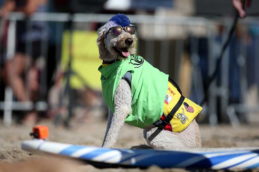 Surf competition goes to the dogs in tandem with owners