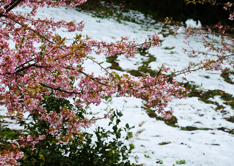 Early flowering cherry blossoms dazzle in Japan