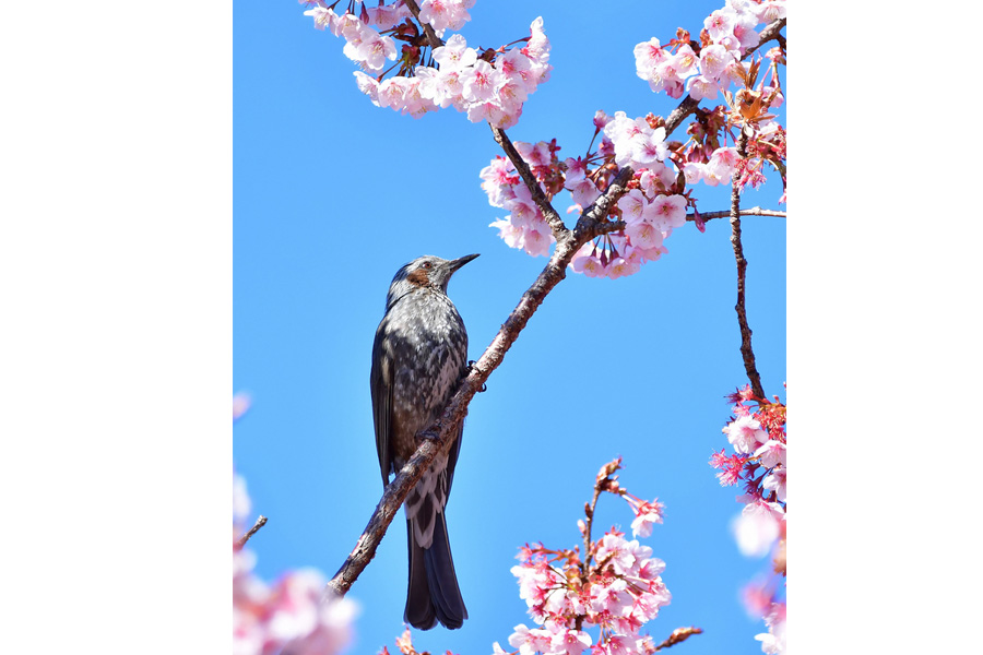 Early flowering cherry blossoms dazzle in Japan