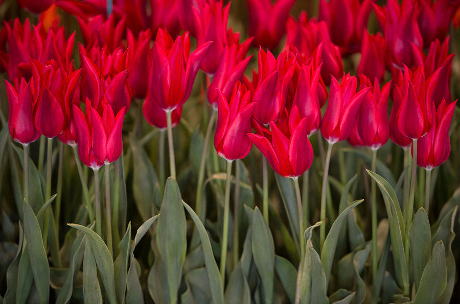 Flowers of all forms usher in Spring at Britain's biggest flower show