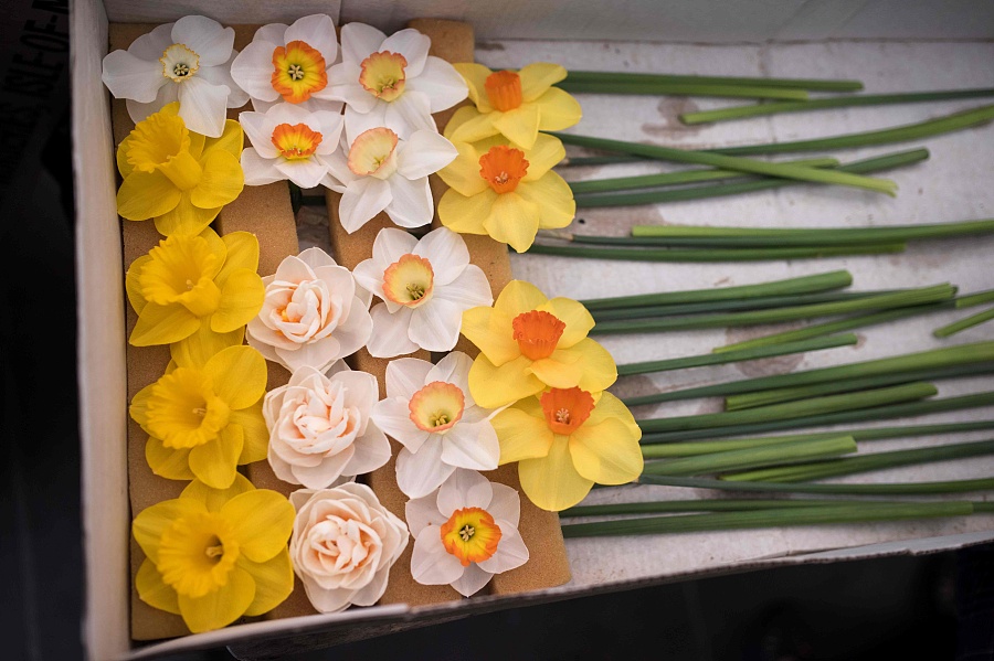 Flowers of all forms usher in Spring at Britain's biggest flower show