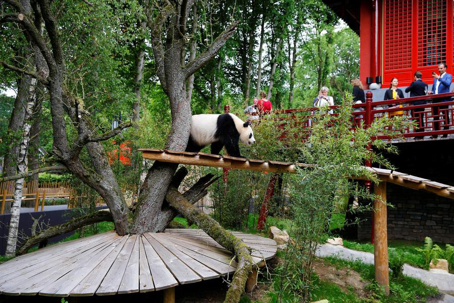 Regal giant pandas greet their subjects