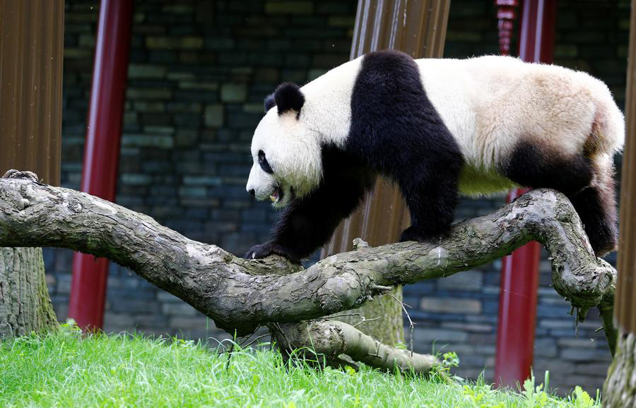 Regal giant pandas greet their subjects