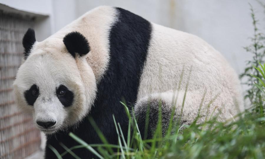 Two giant pandas begin journey to Indonesia