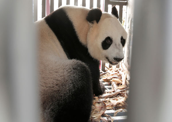 Giant panda sleeps through much of Indonesia media debut