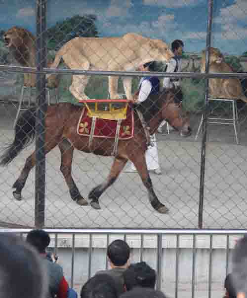 新規或影響整個動物園和馴獸行業<A href=