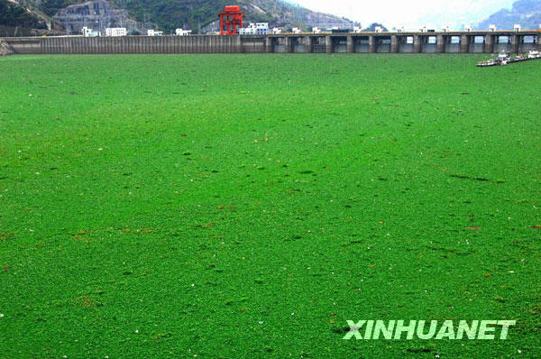 水葫蘆再次大面積入侵閩江 船舶通行受阻[圖]