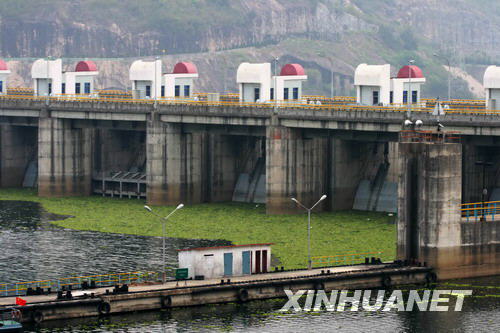 水葫蘆再次大面積入侵閩江 船舶通行受阻[圖]