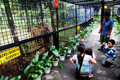 到云南野生動物園“深入虎穴”近距離接觸老虎