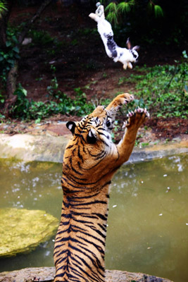 到云南野生動物園“深入虎穴”近距離接觸老虎