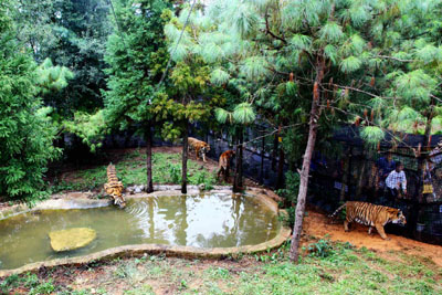 到云南野生動物園“深入虎穴”近距離接觸老虎