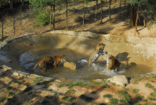 抵抗“秋老虎” 野生動物有妙招