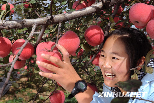 延安蘋(píng)果紅了