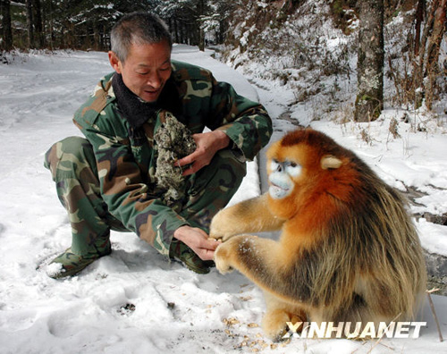 湖北神農(nóng)架為金絲猴準(zhǔn)備充足的越冬食物